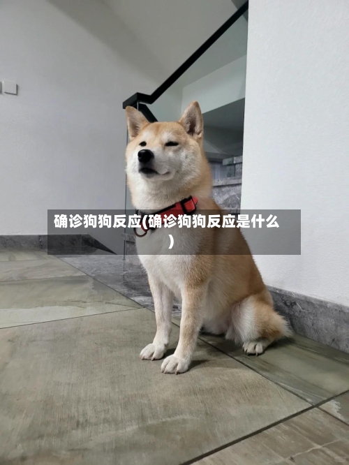 确诊狗狗反应(确诊狗狗反应是什么)-第2张图片
