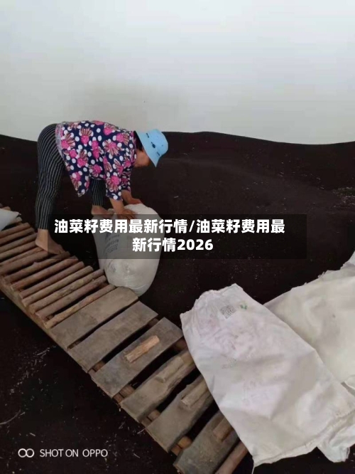 油菜籽费用最新行情/油菜籽费用最新行情2026-第2张图片