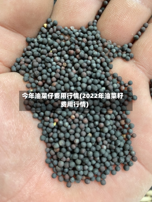 今年油菜仔费用行情(2022年油菜籽费用行情)-第2张图片